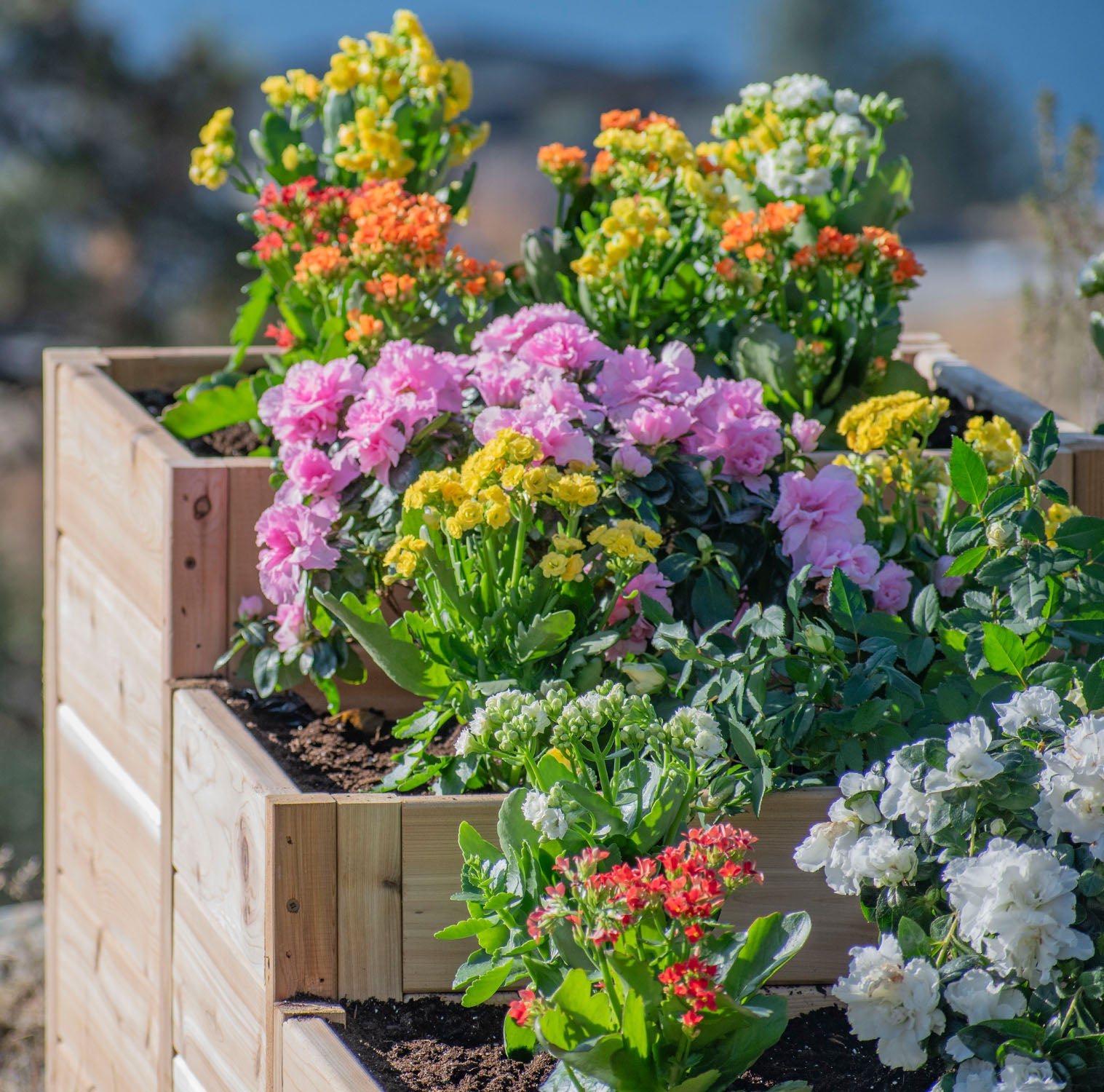 Outdoor Living Today Tiered L Raised Garden bed