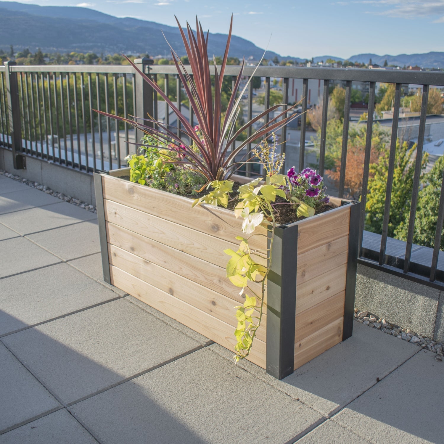 Outdoor Living Today 4x1.5 Western Red Cedar Urban Raised Garden Bed