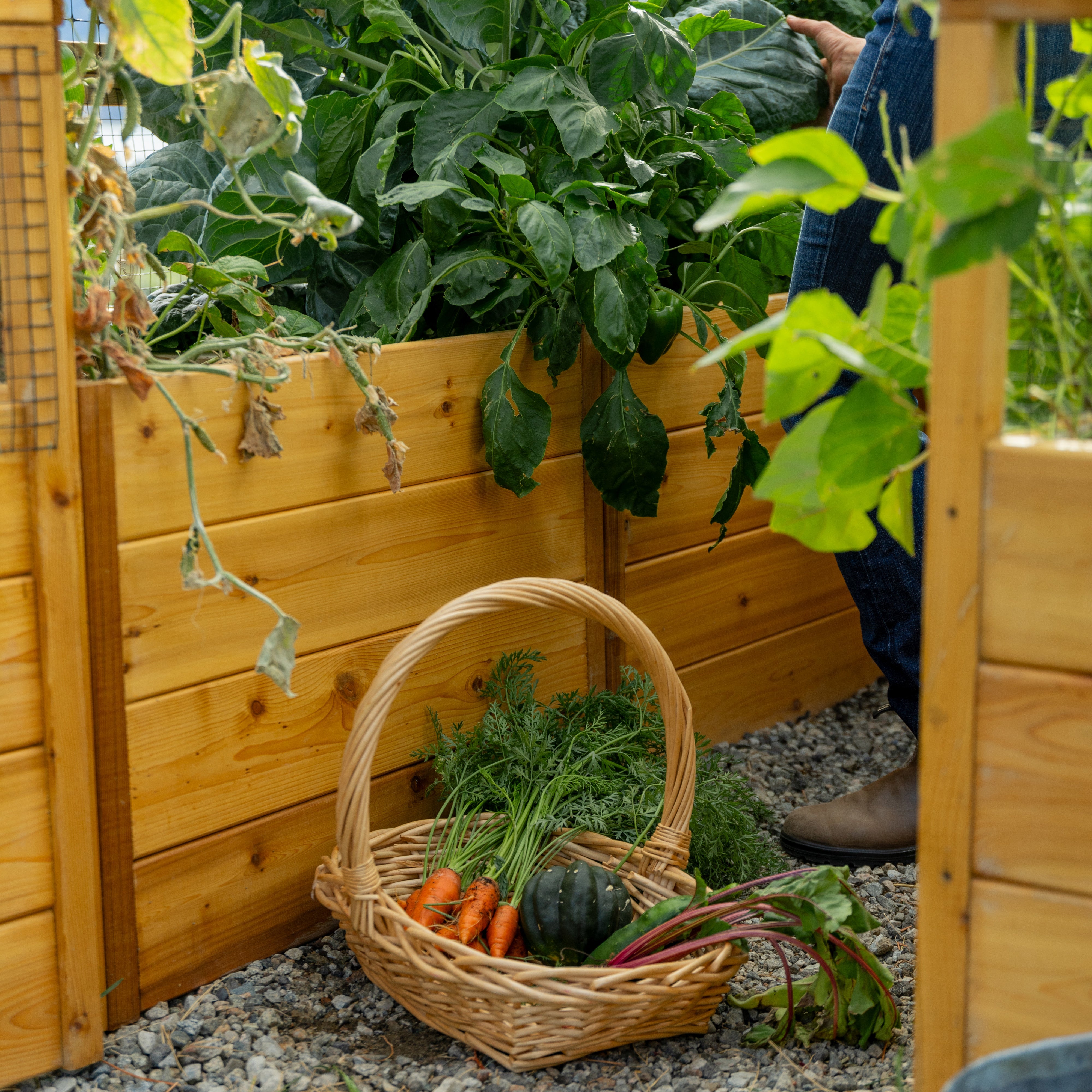 Outdoor Living Today 8x8 Western Red Cedar Raised Garden Bed