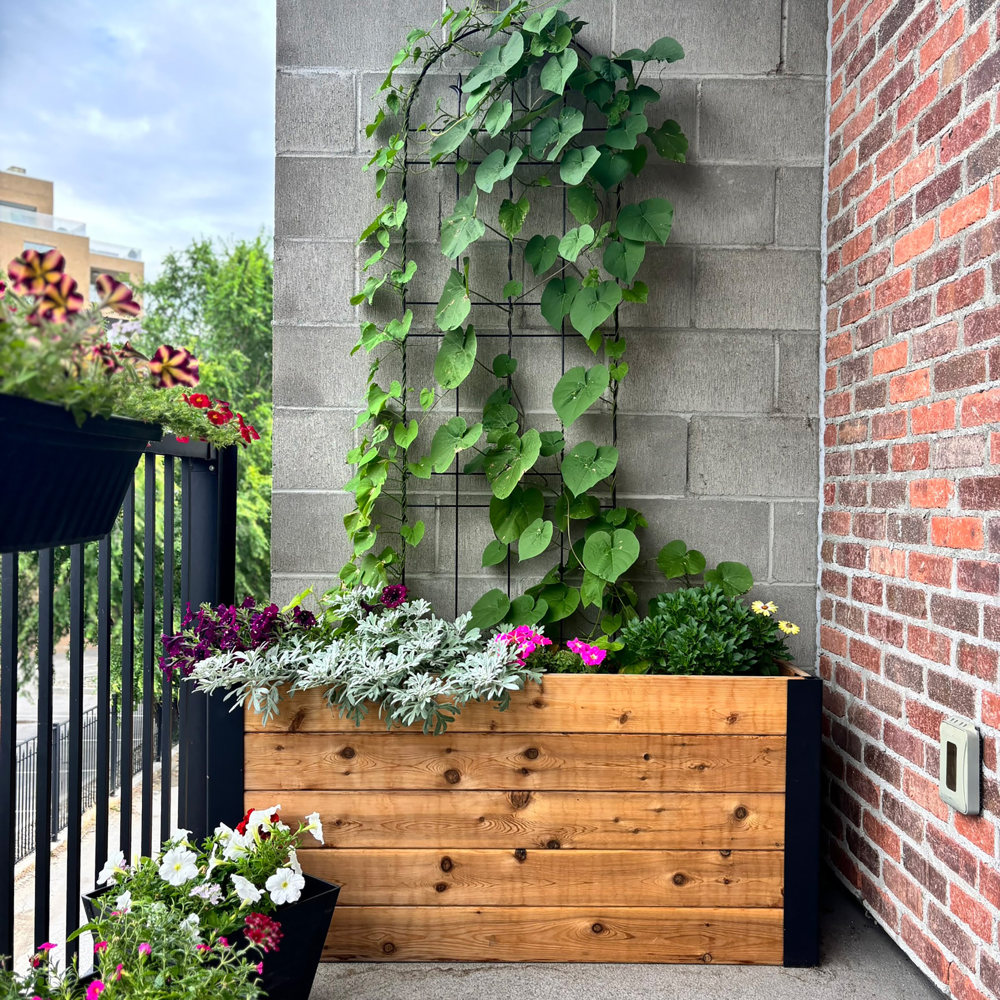 Outdoor Living Today 4x1.5 Western Red Cedar Urban Raised Garden Bed