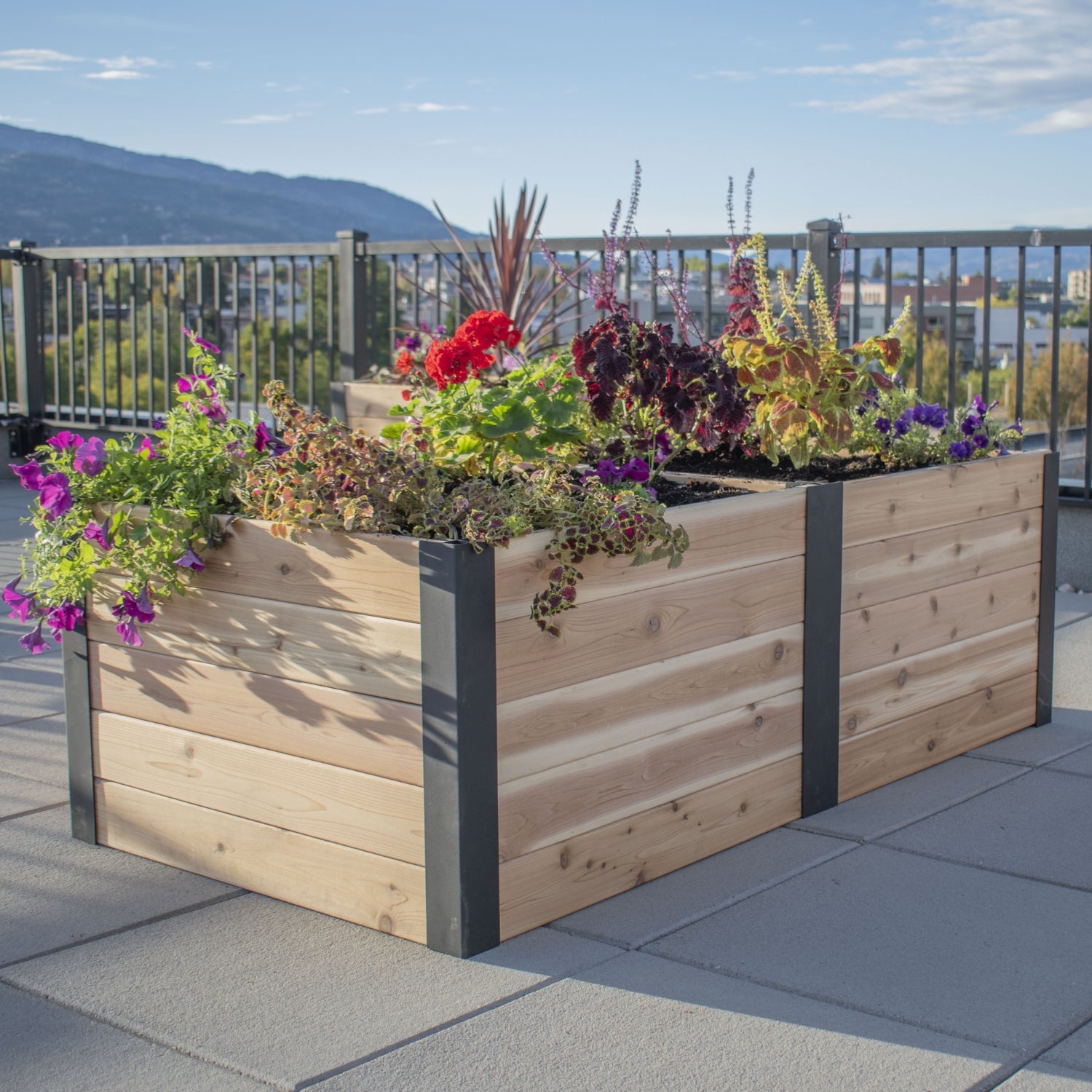 Outdoor Living Today 6x3 Western Red Cedar Urban Raised Garden Bed