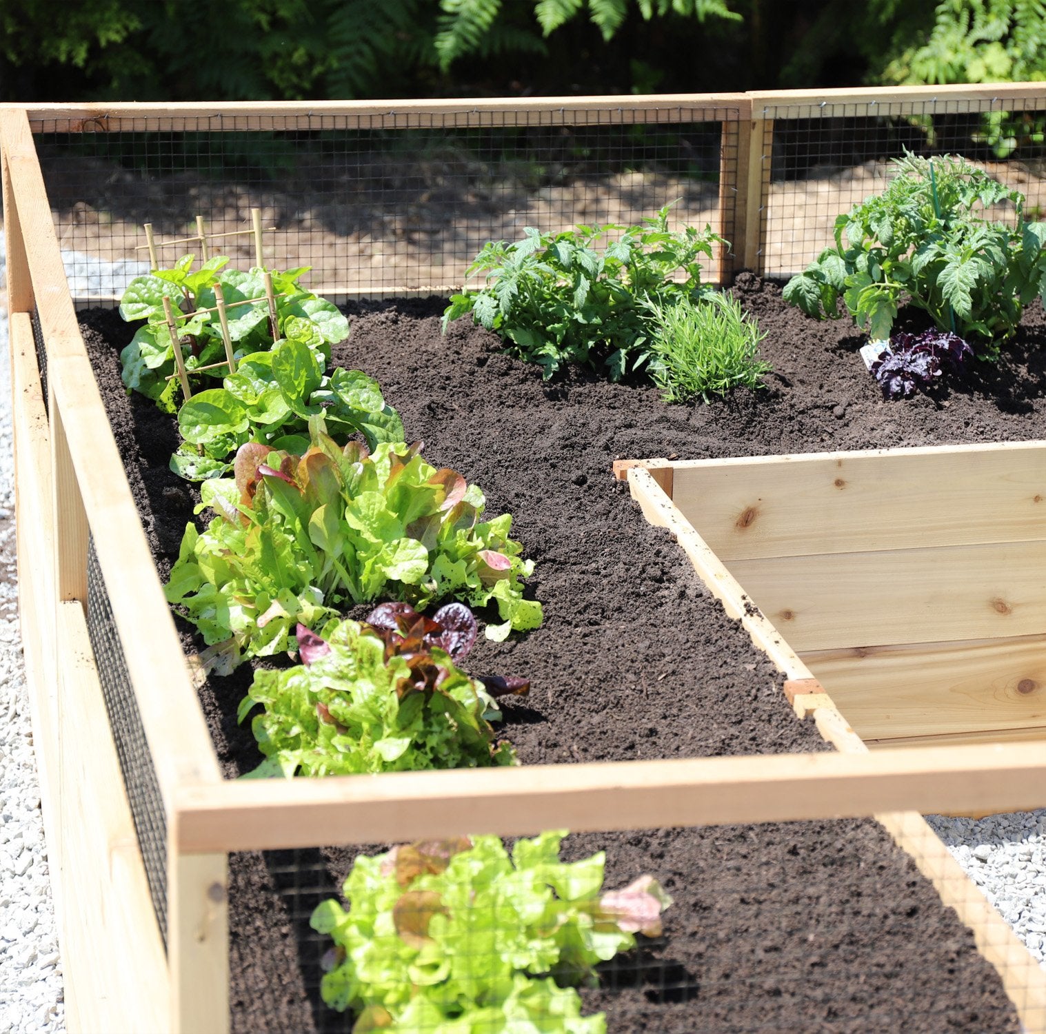 Outdoor Living Today 8x8 Western Red Cedar Raised Garden Bed